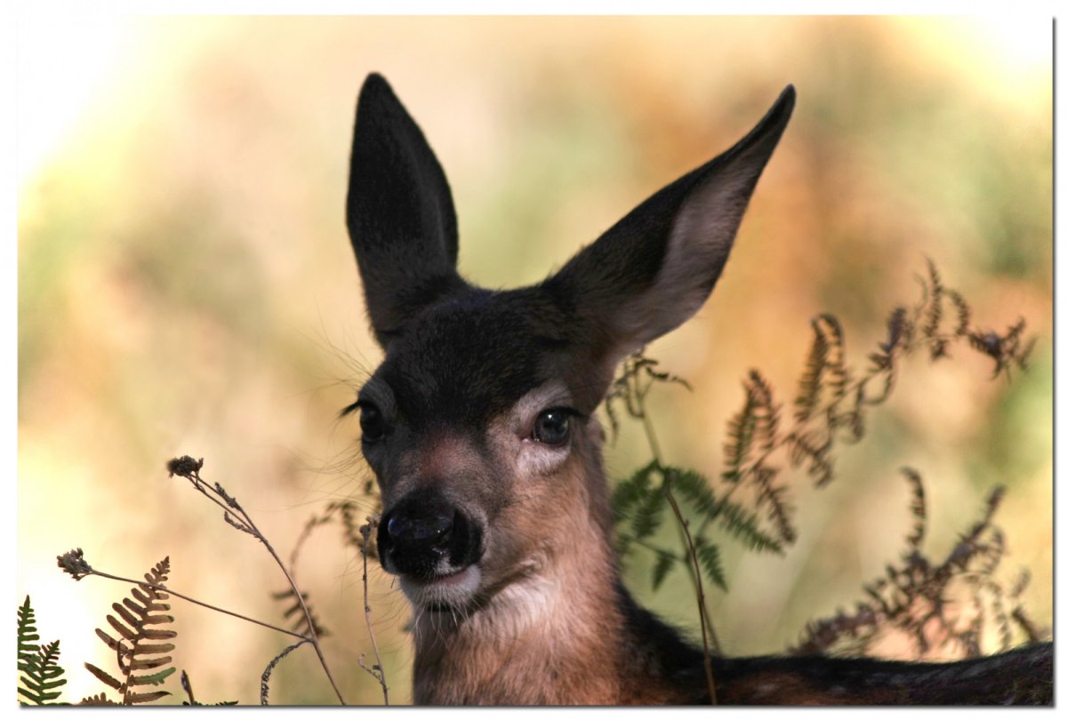 Уши кенгуру