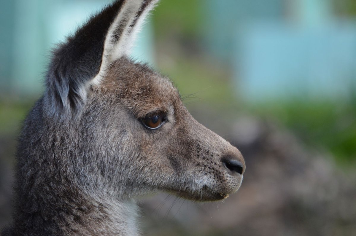 Глаза кенгуру