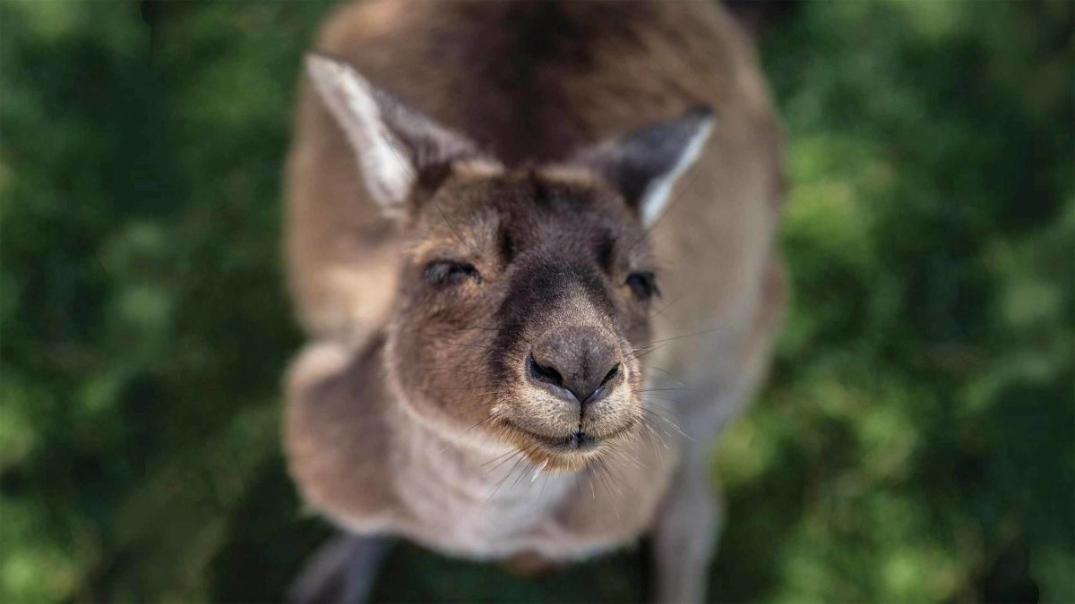 Кенгуру улыбается