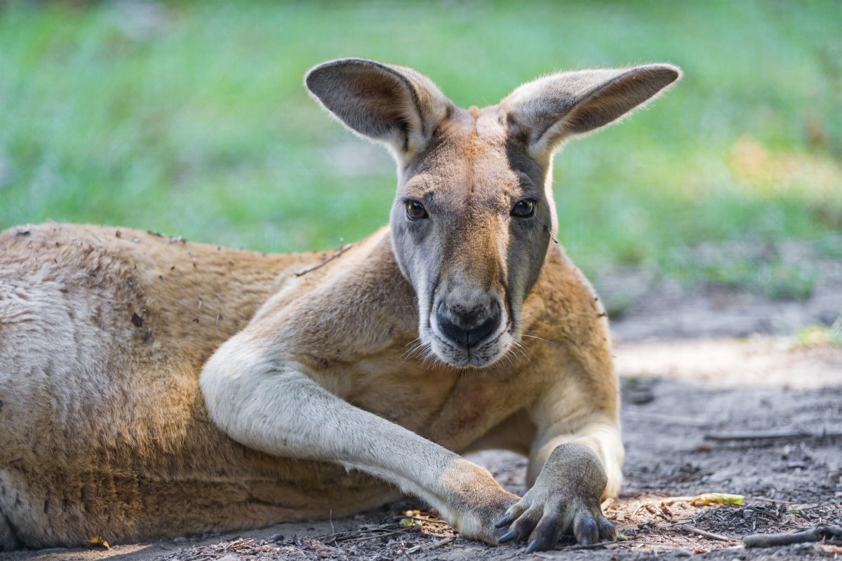 Кенгуру в Австралии
