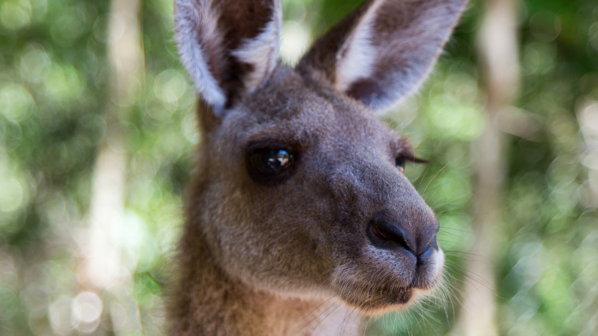 Голова кенгуру