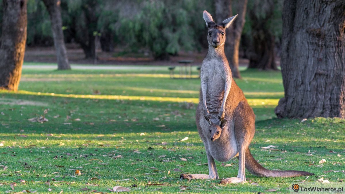 Кенгуру в Австралии