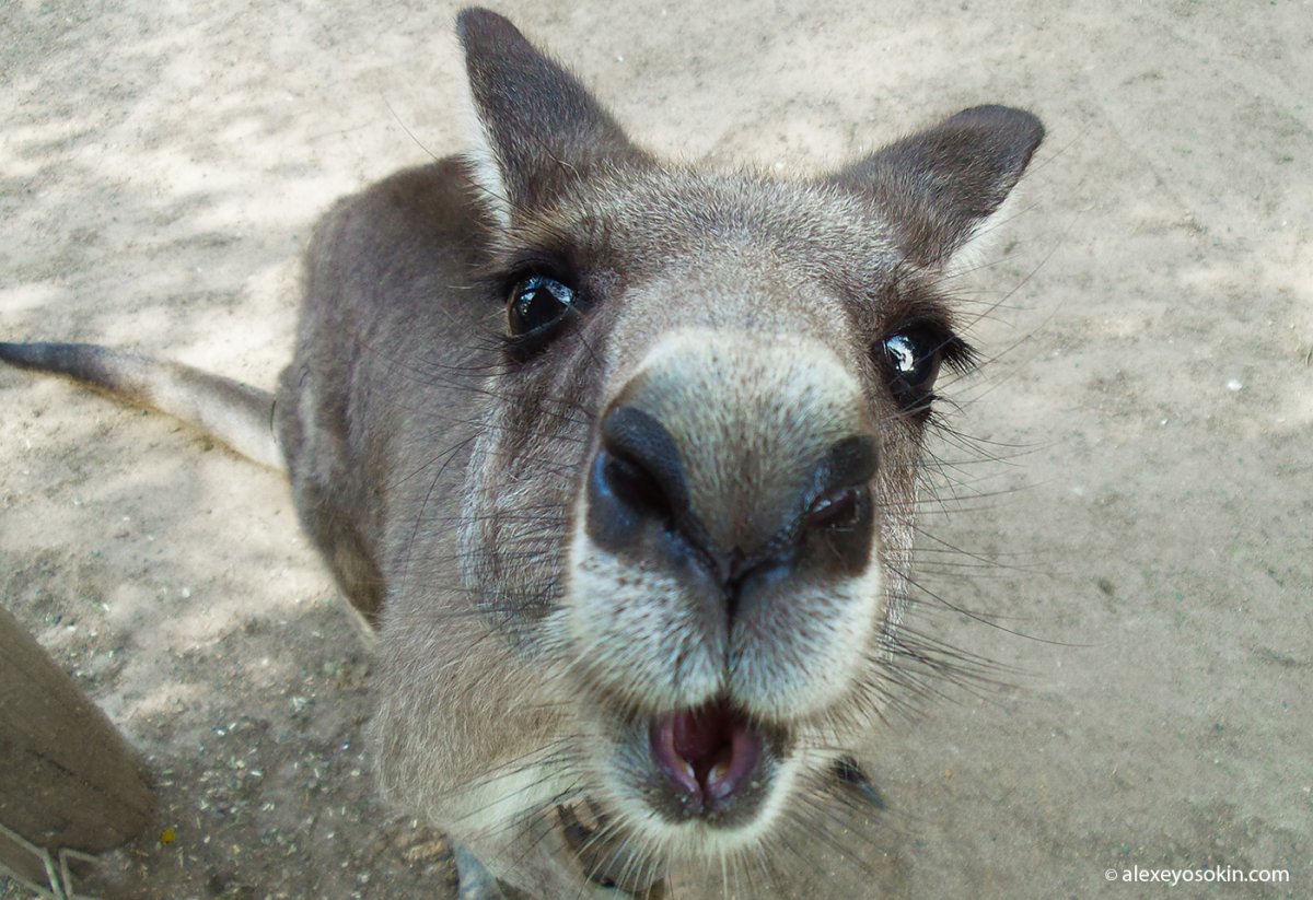 Смешная морда кенгуру