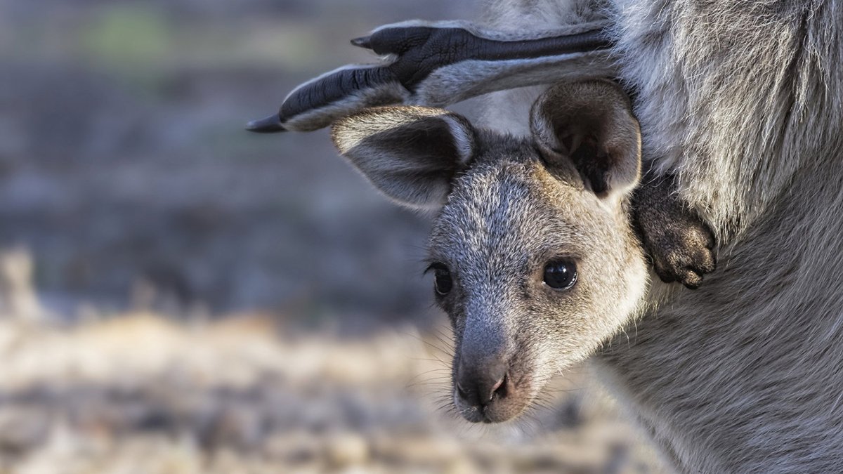 Кенгуру сумчатые животные