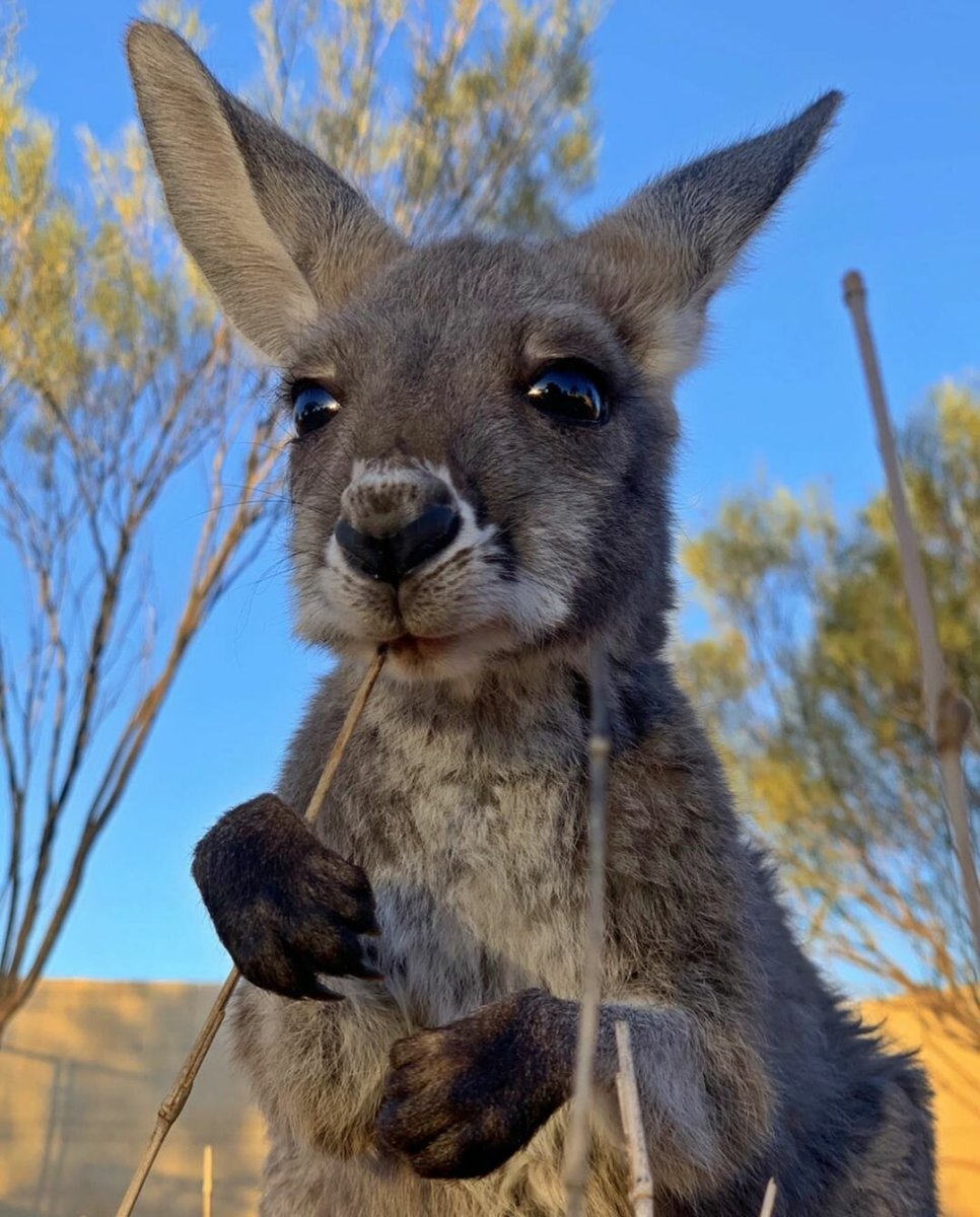 Кенгуру с детенышем