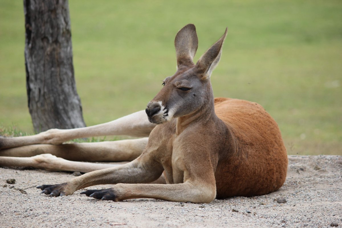 Красный кенгуру в Австралии