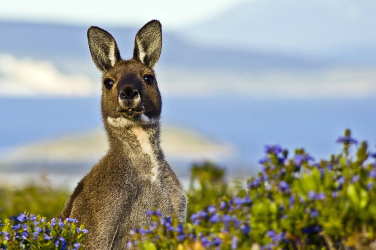 Милый Кенгуренок