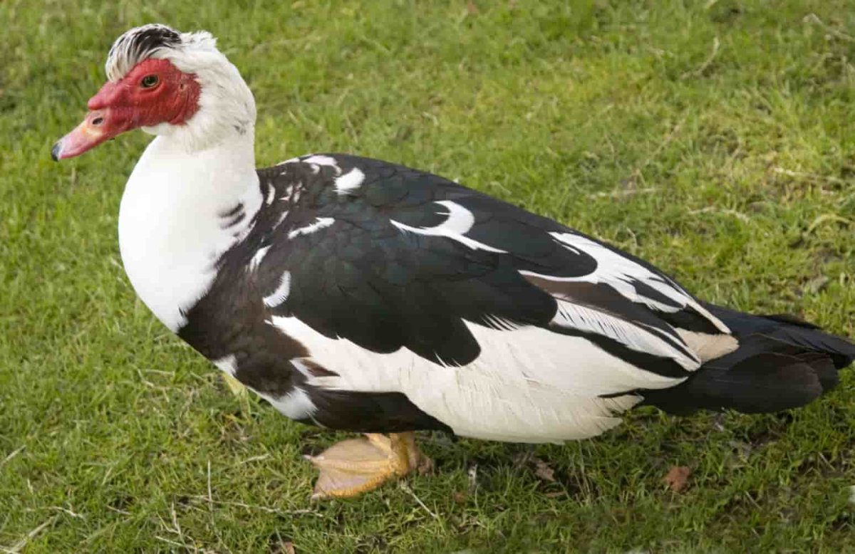 Черный огромный селезень индоутки