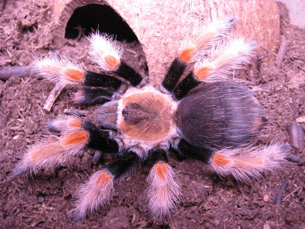 Чилийский розовый птицеед