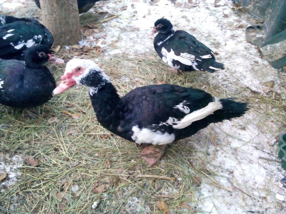 Детеныш индоутки