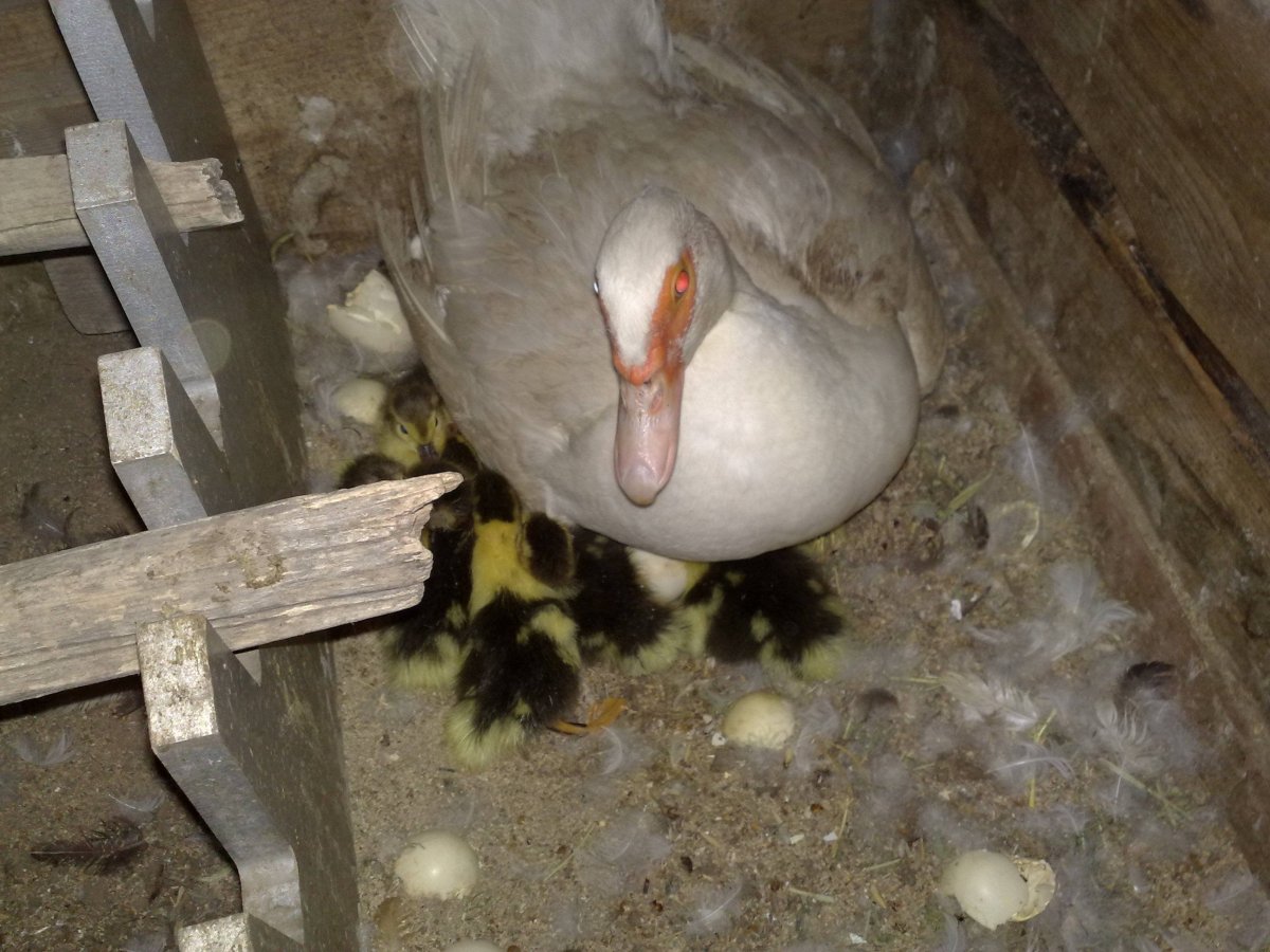 Американская Савка Oxyura jamaicensis