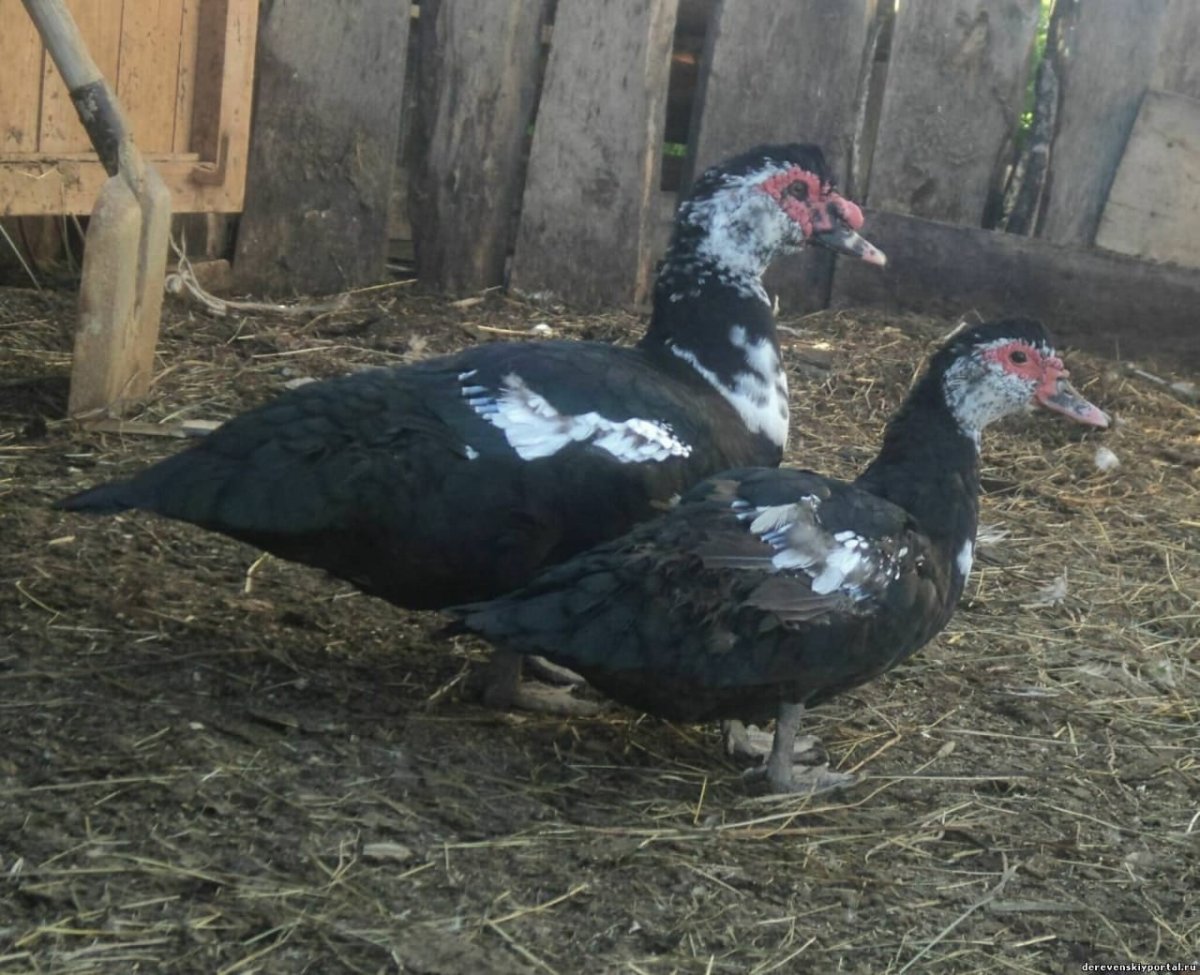 Индоутка шипун