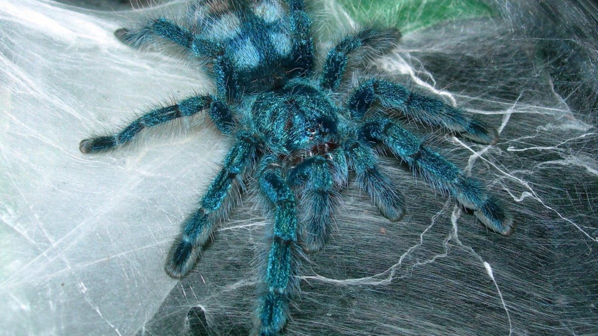 Паук птицеед Avicularia versicolor