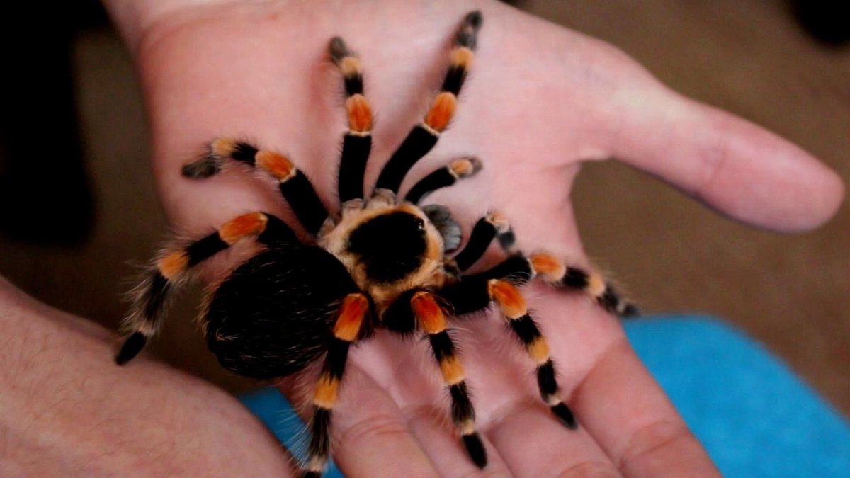 Brachypelma annitha