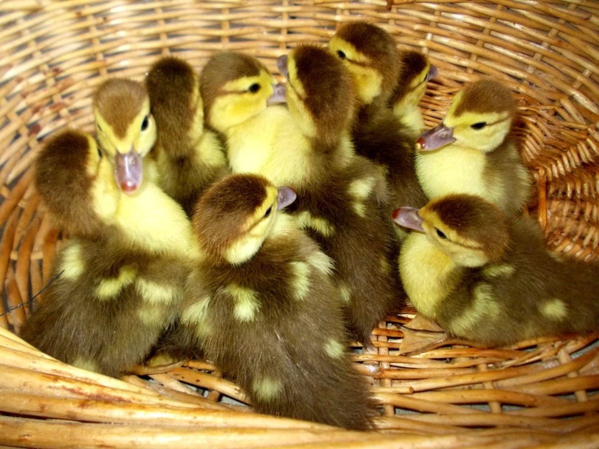 Утка с красными глазами