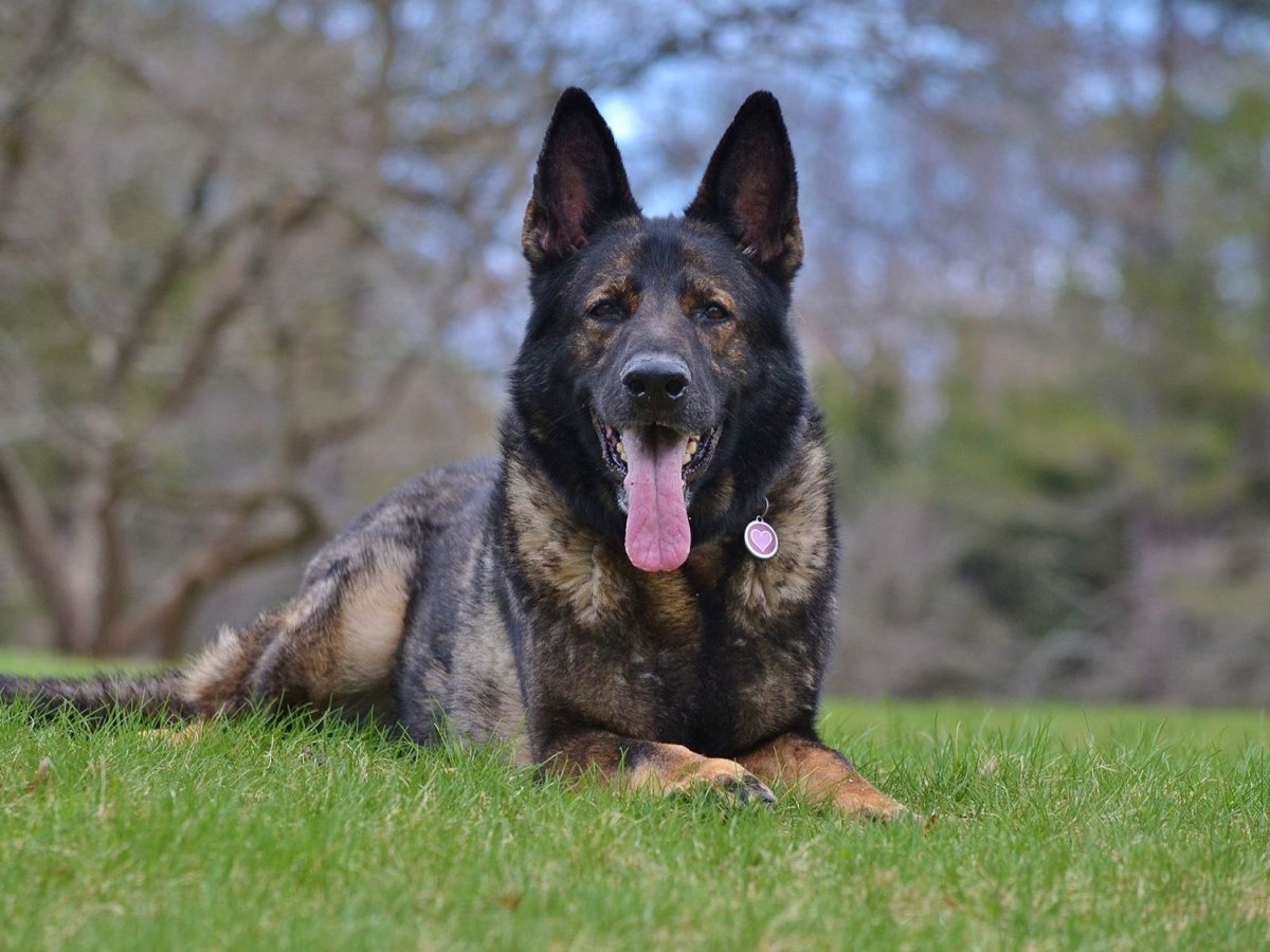 Немецкая овчарка зонарник