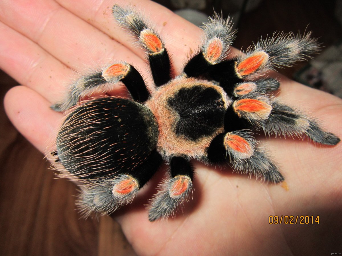 Паук птицеед питомец