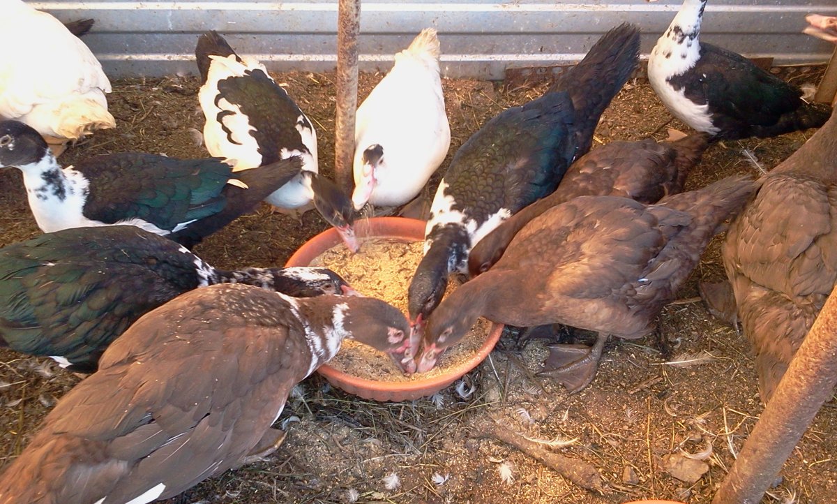 Породы утят для домашнего разведения