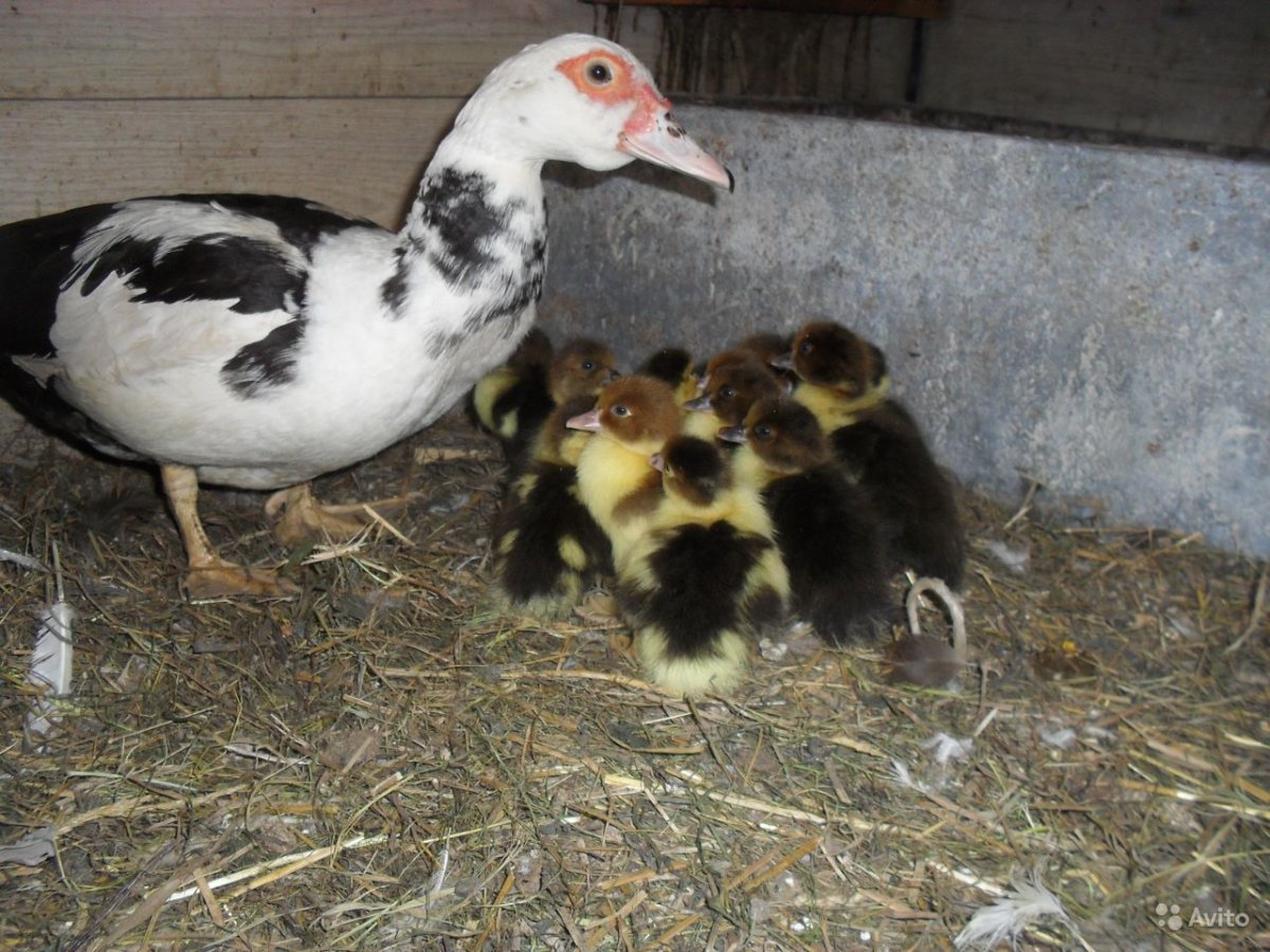 Селезень мускусной утки белые