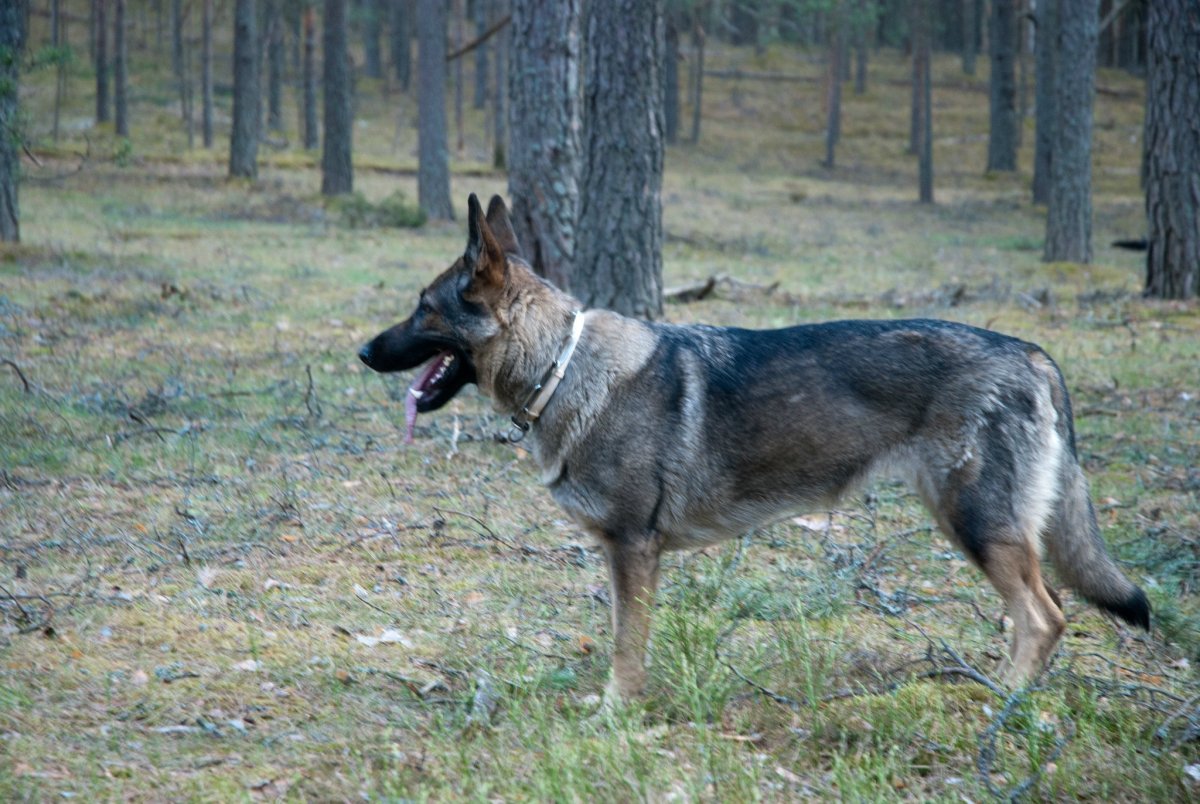 Шилонская овчарка