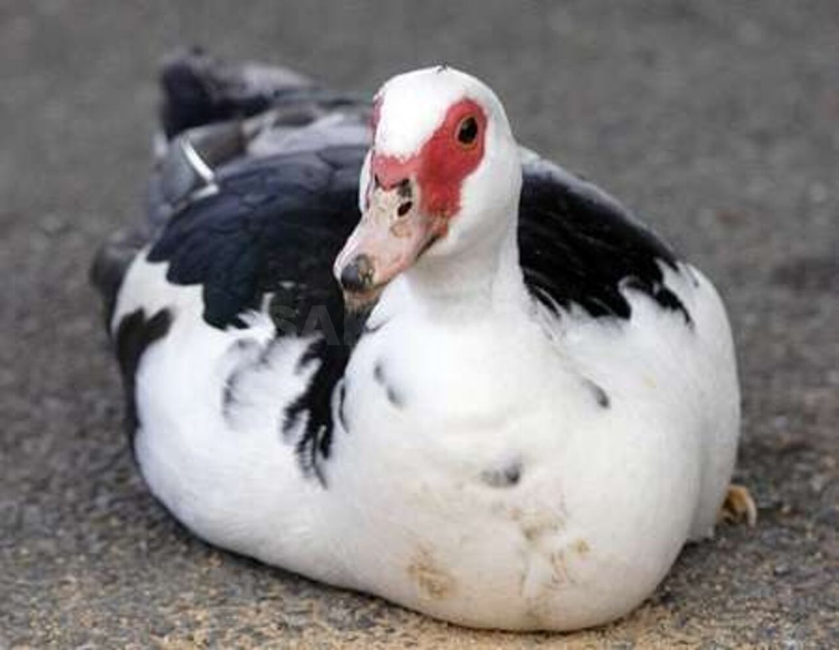 Индоутка пепельная