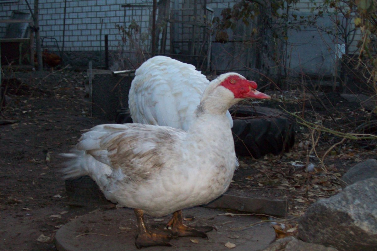 Индоутка белая