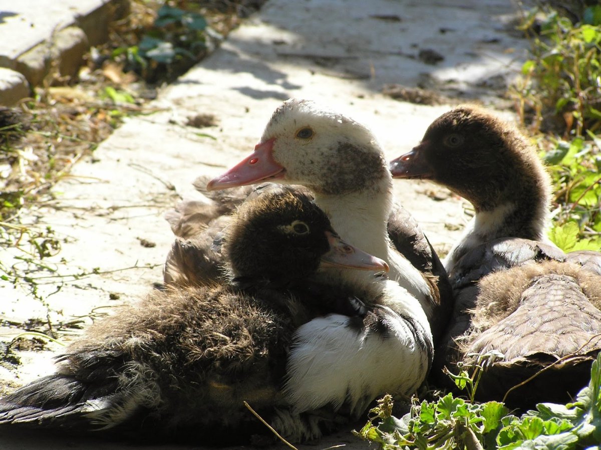 Пекинская порода уток