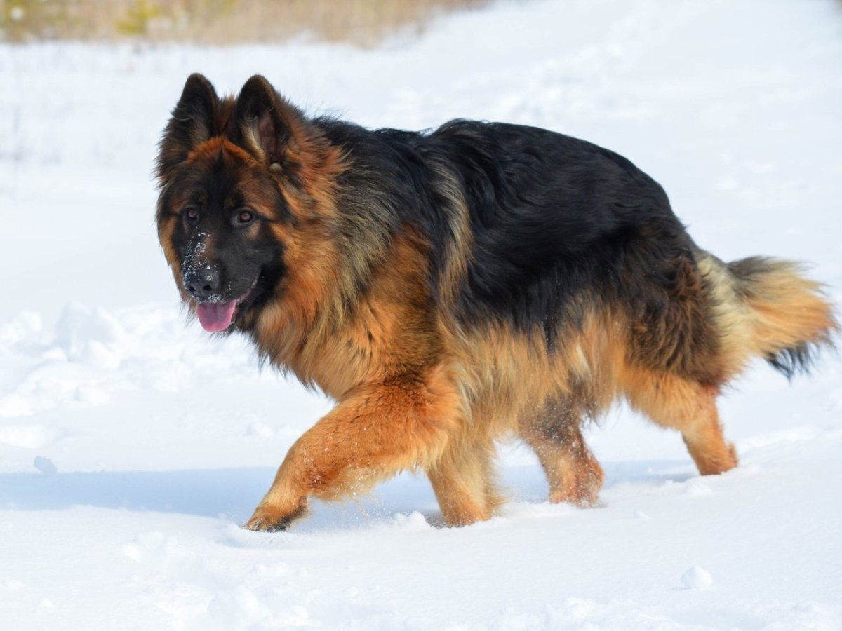 Овчарка Мухтар