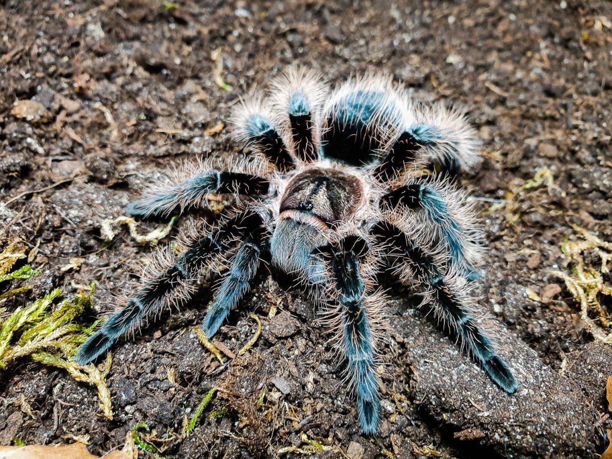 Паук птицеед альбопилосум