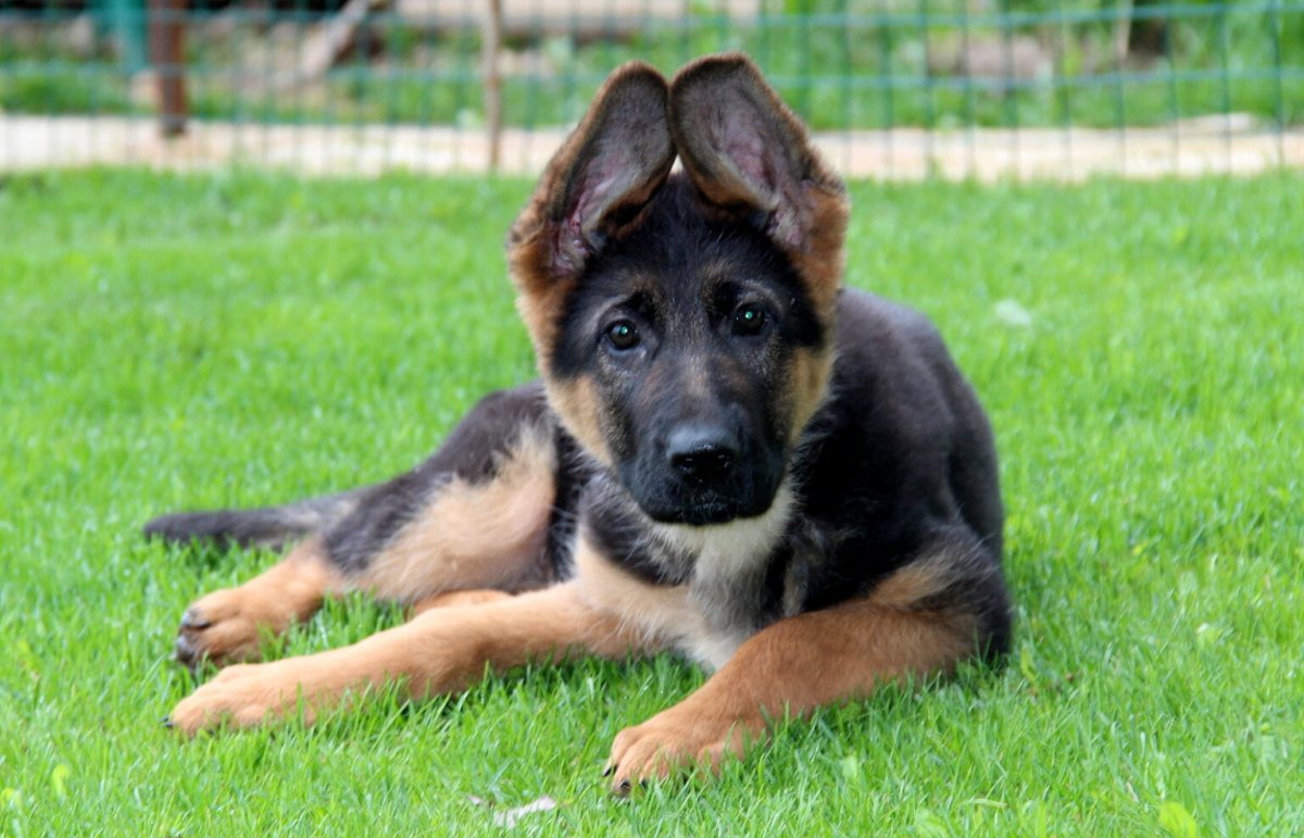 Волкособ овчарка с волком