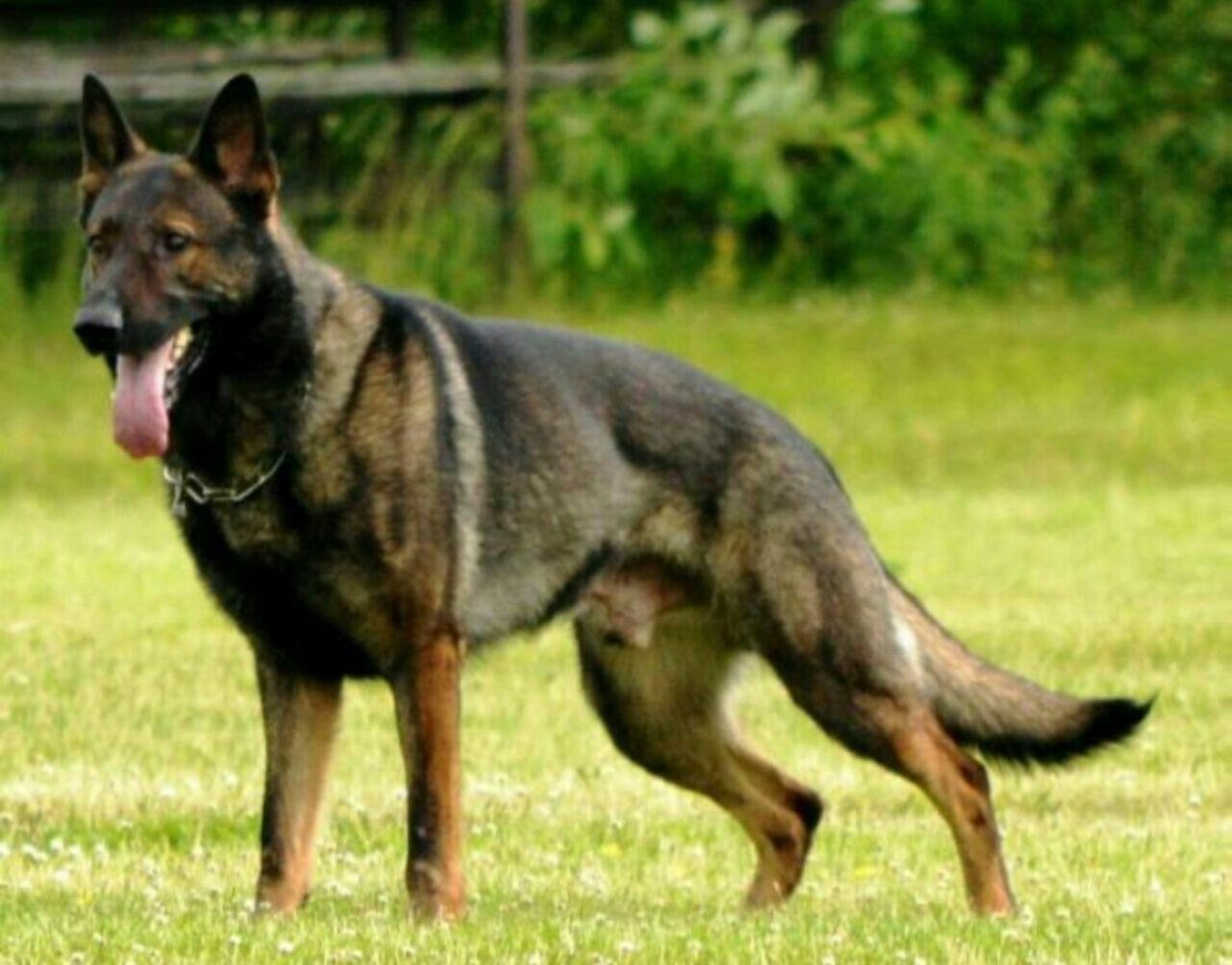 Немецкая овчарка Шеферд
