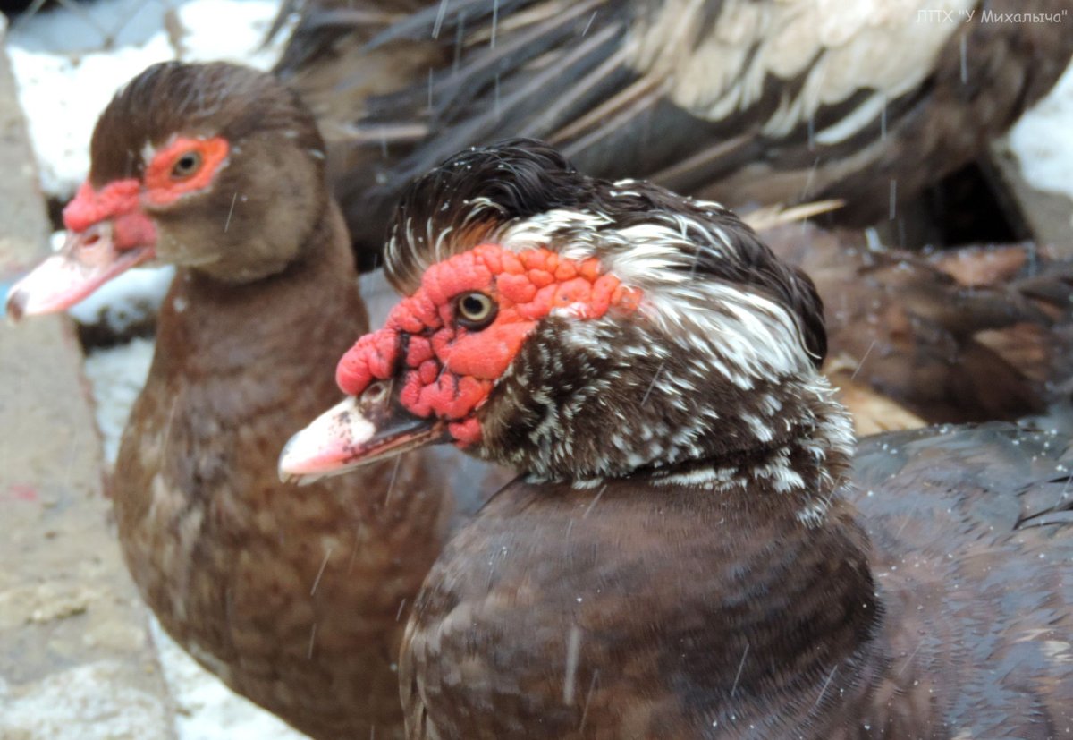 Мускусная утка самка