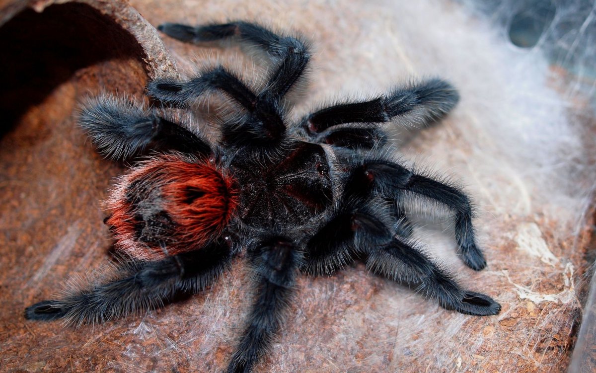 Grammostola pulchra
