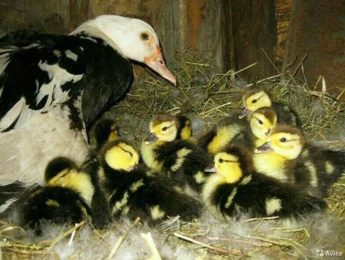 Индоутка мускусная селезень