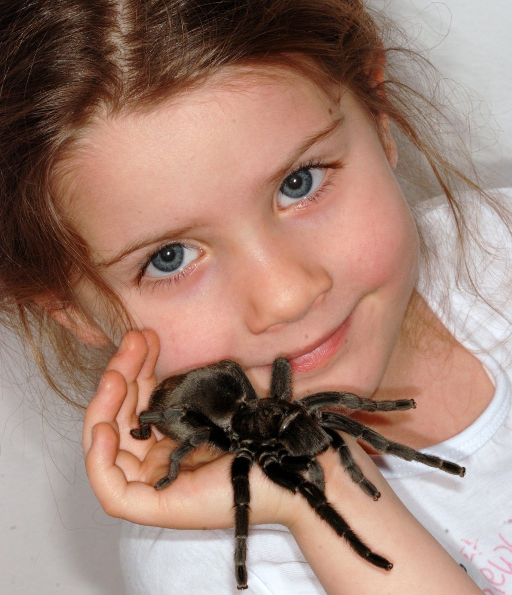 Паук Тарантул домашний