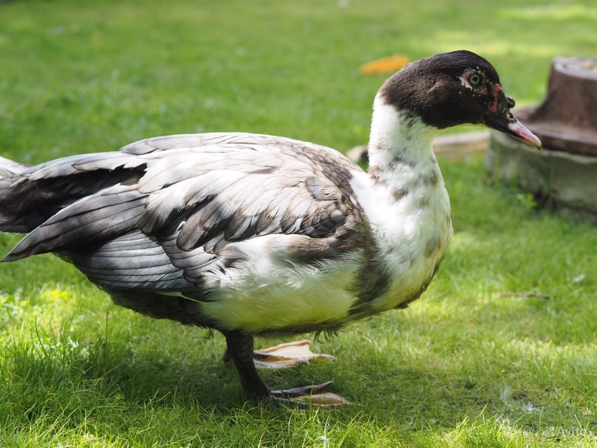 Индоутка селезень