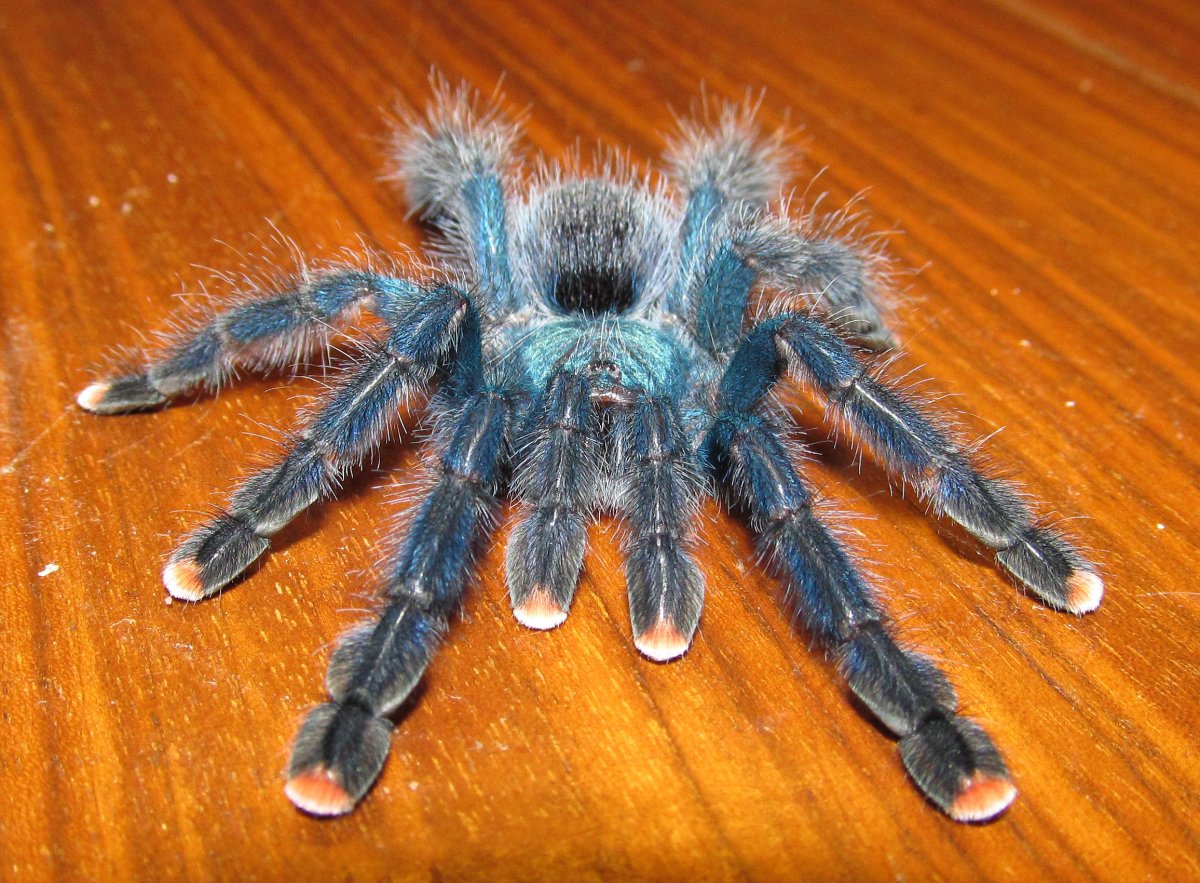 Avicularia Avicularia