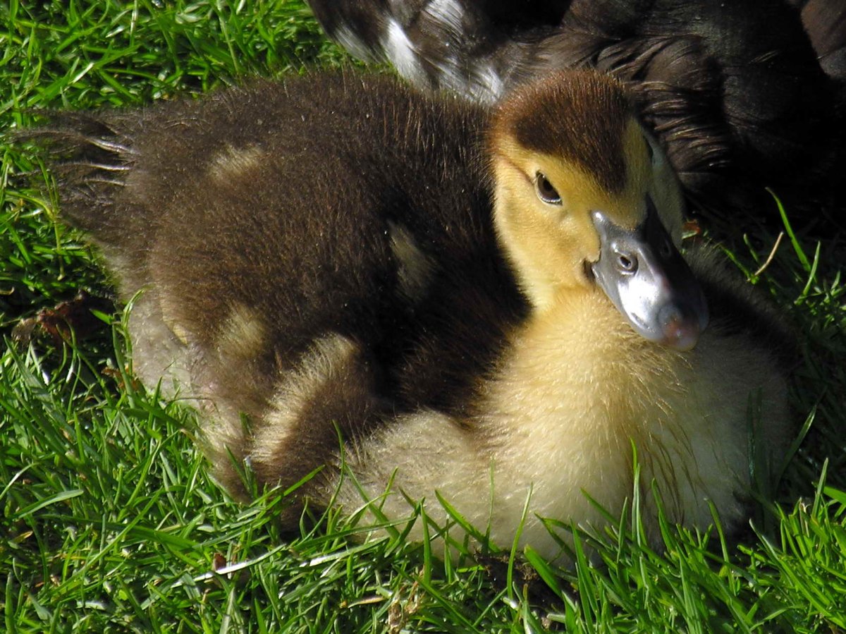 Утки породы индоутки