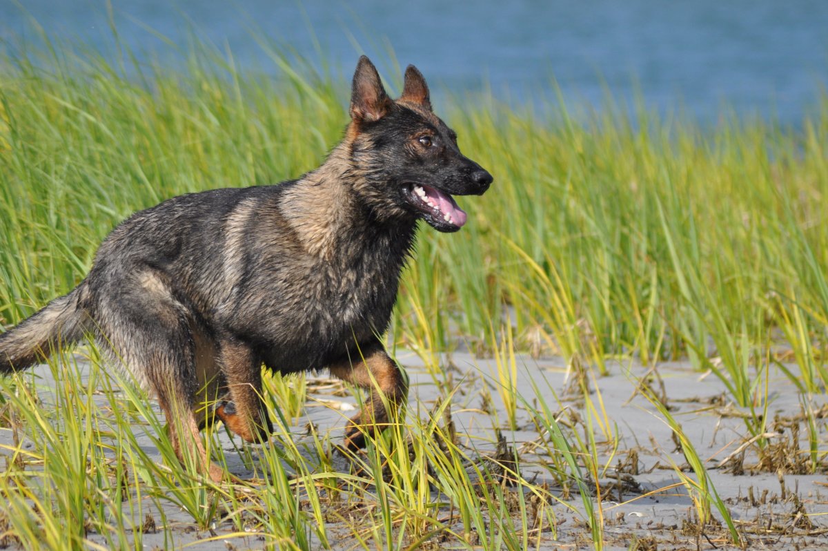 Немецкая овчарка Шутцхунд