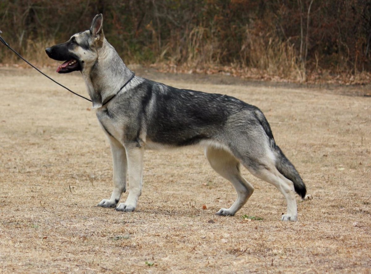 Щенок немецкой овчарки 4 месяца