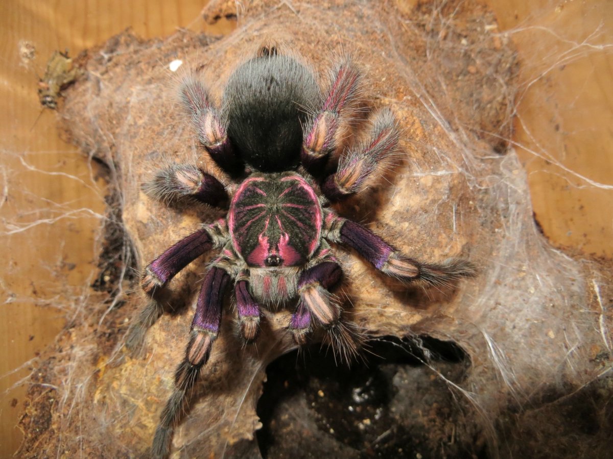 Паук птицеед самец