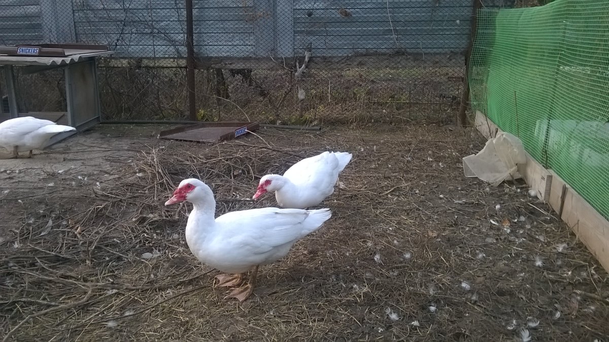 Строение половых органов у уток