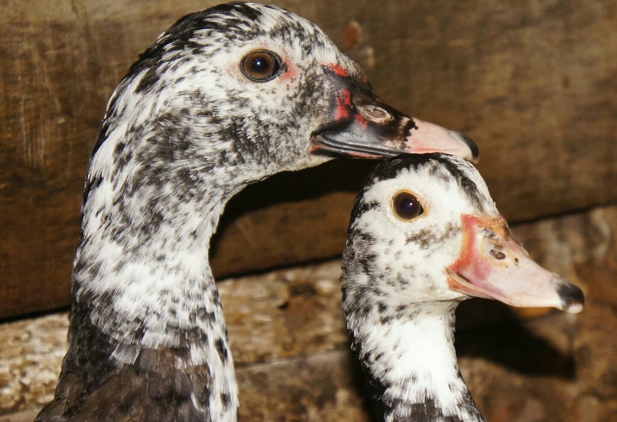 Дикая мускусная утка