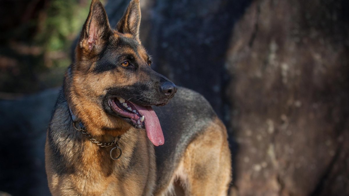 Восточно-европейская овчарка зонарного окраса