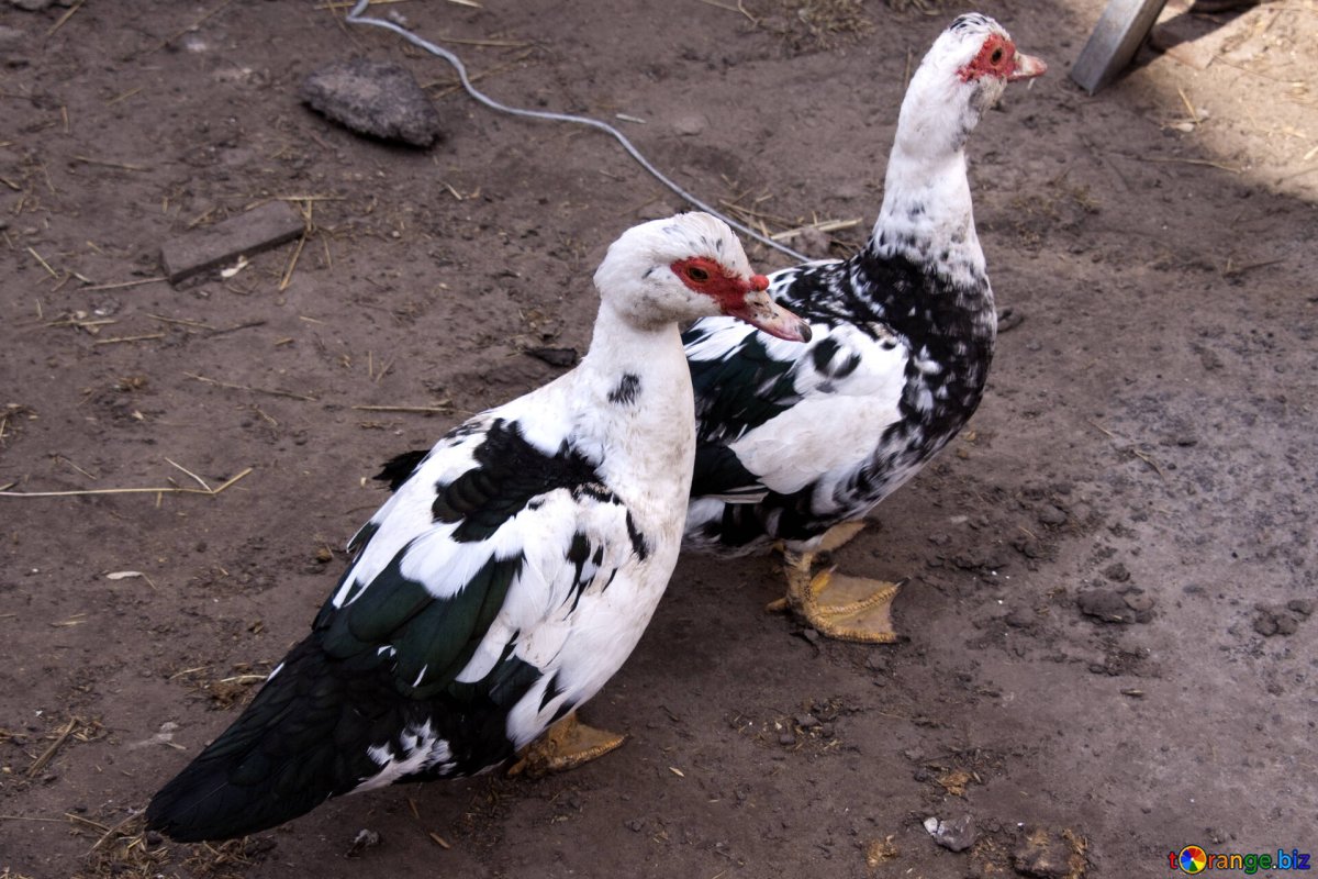 Индоутка мускусная самка