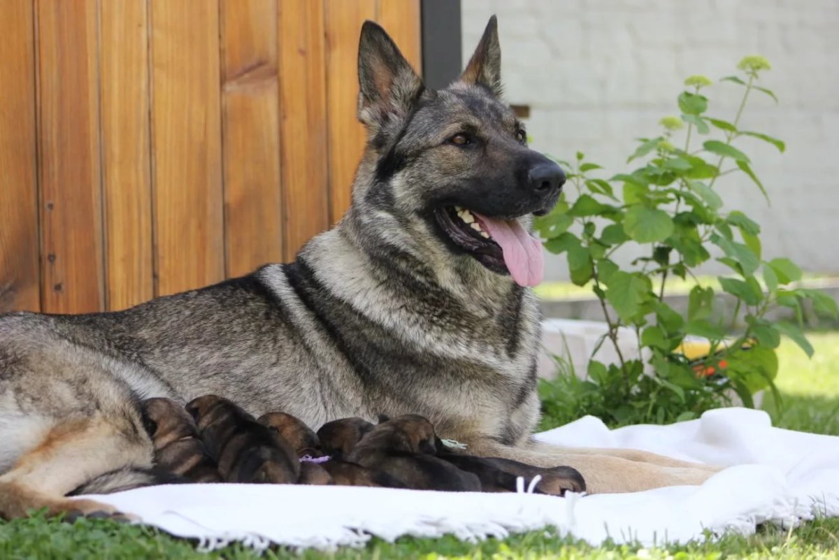 Немецкая овчарка коротконогая