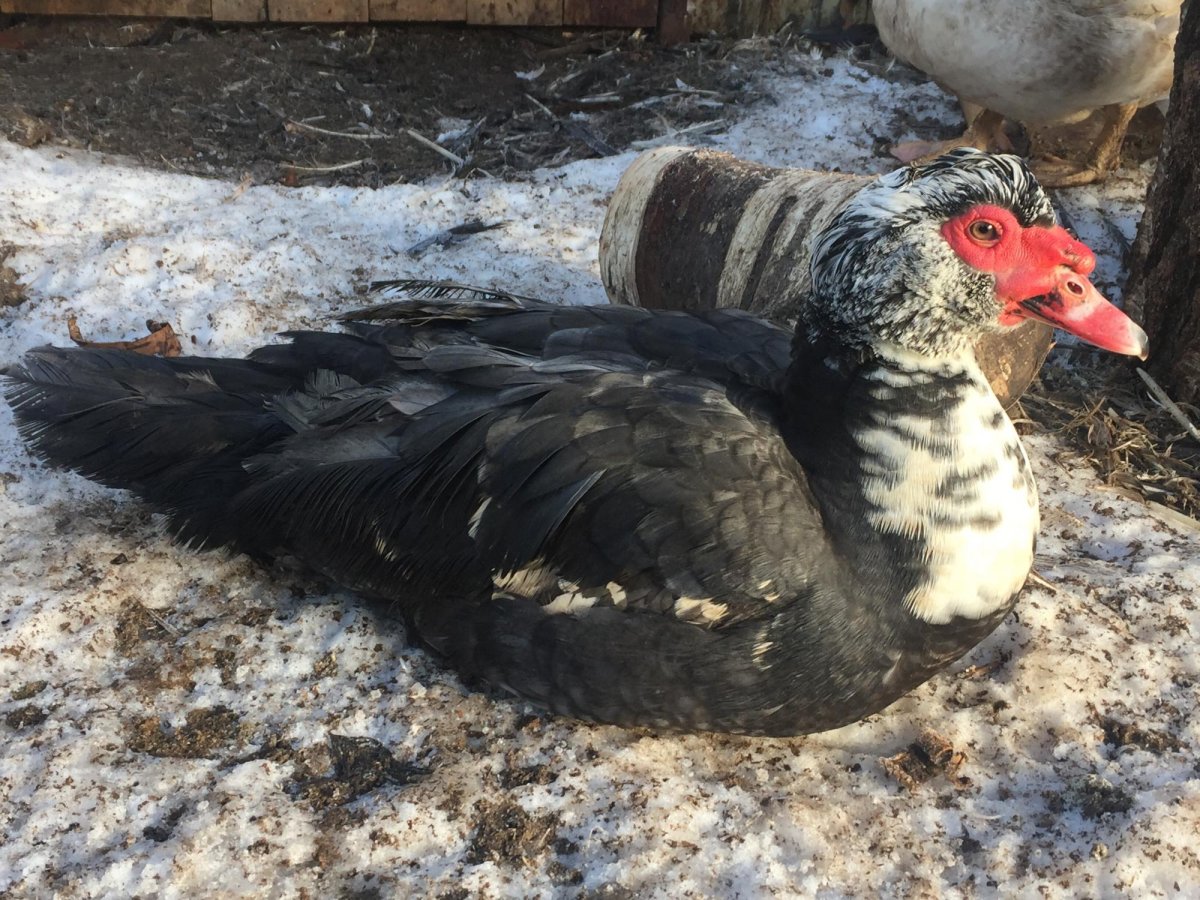 Мускусная утка и индоутка