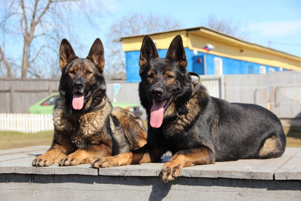 Черная немецкая овчарка кабель