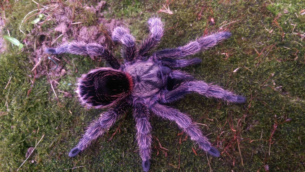 Паук Pamphobeteus platyomma