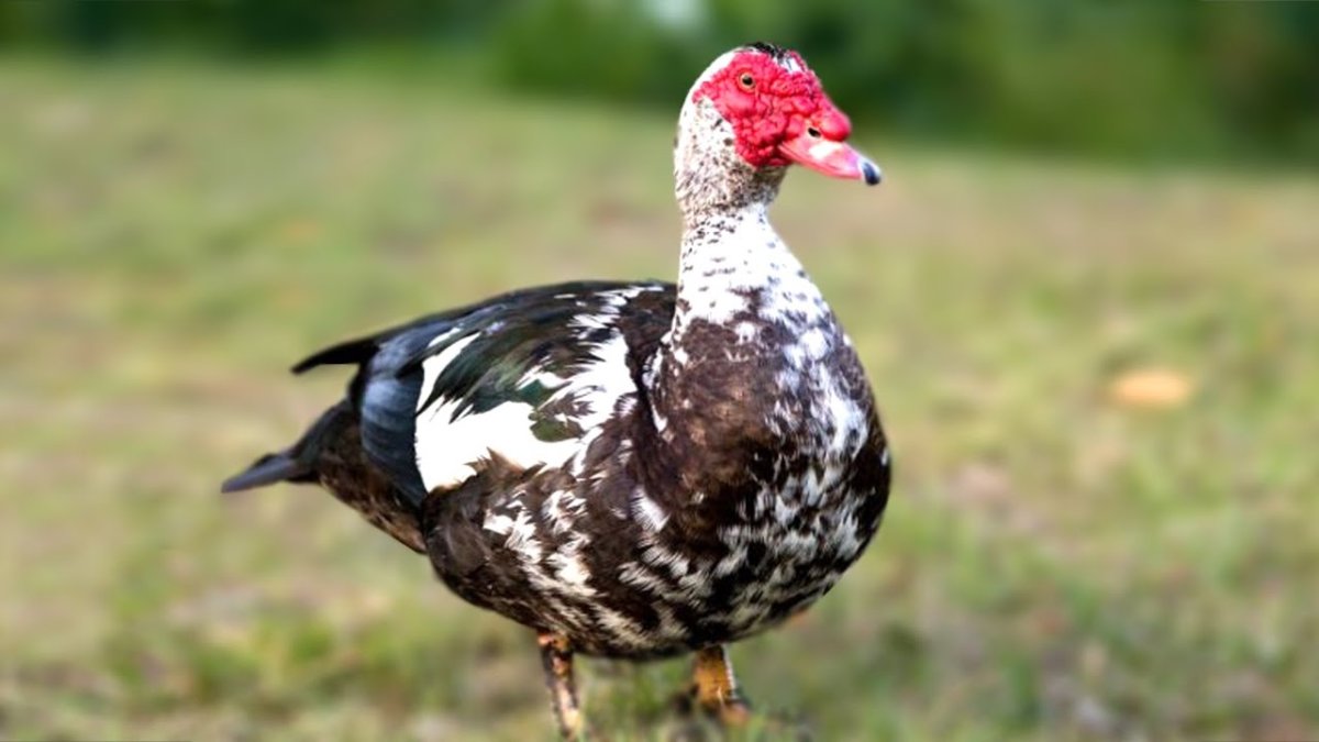 Мускусные утки и индоутята